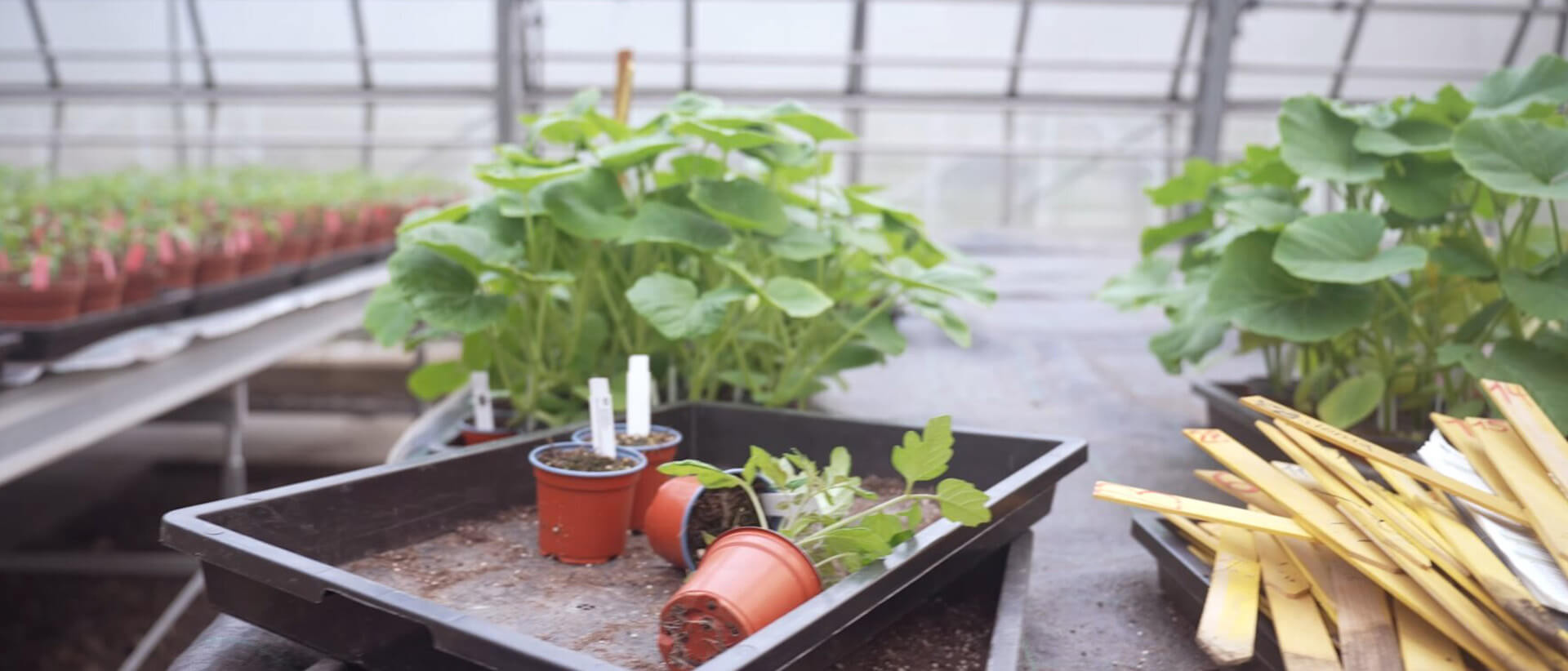 Greenhouse_822